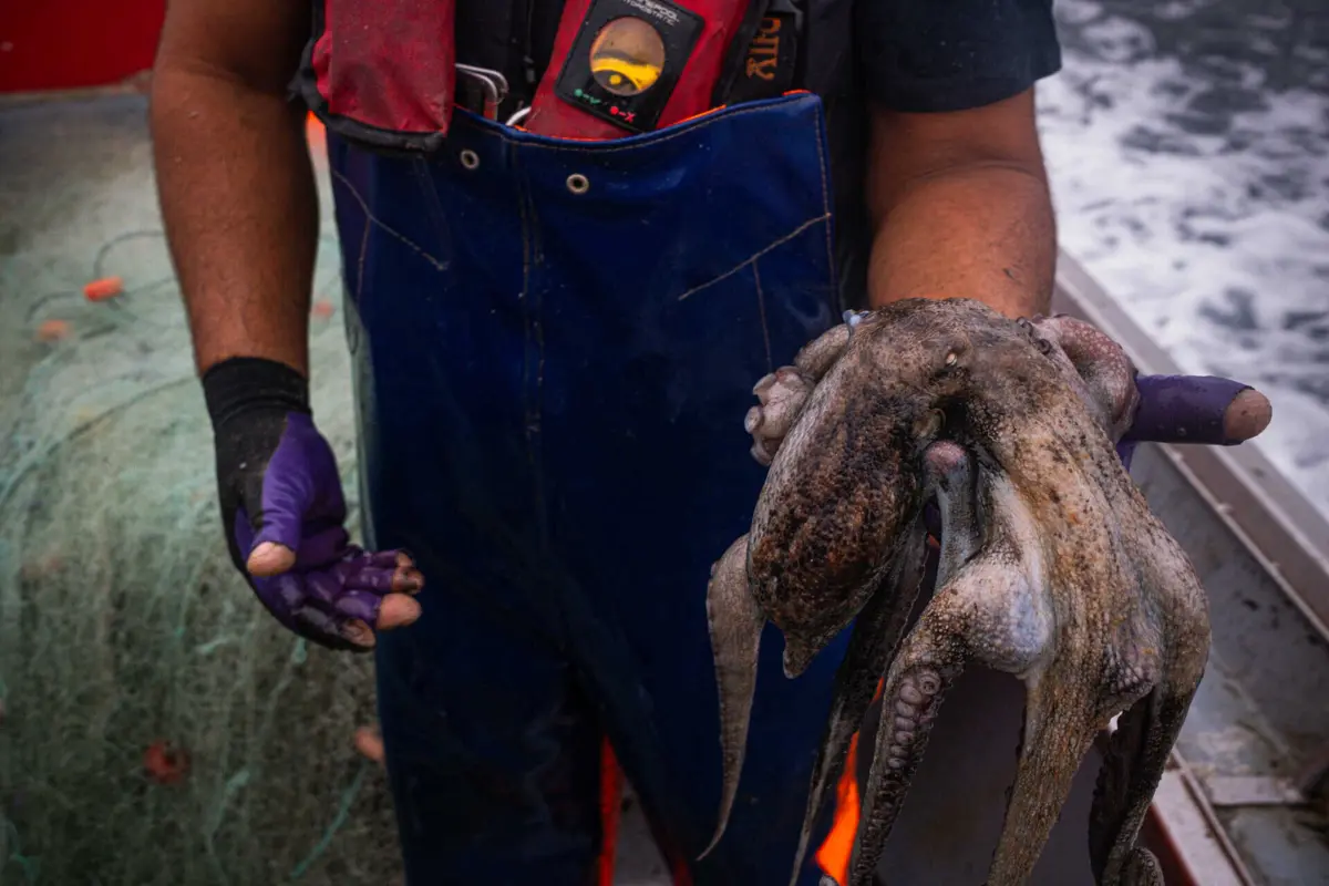 A lei portuguesa permite um máximo de 40% de tripulantes estrangeiros
