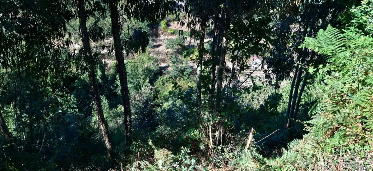 O carro despistou-se e caiu numa longa ribanceira nas imediações da Estrada Nacional 101