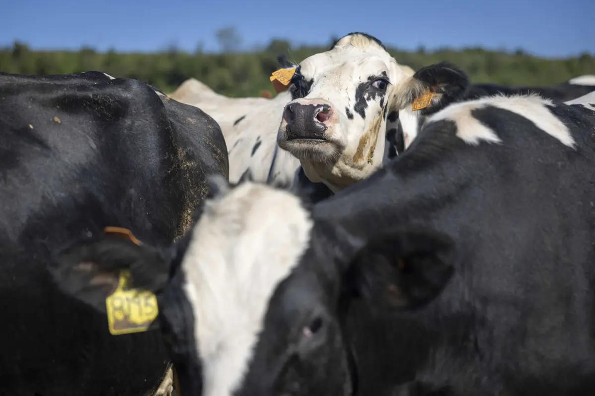 Imagem de contexto do artigo Torre de Moncorvo apoia pecuária com ajudas diretas aos produtores