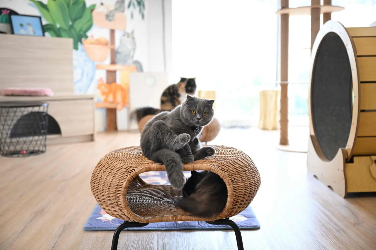 Mais de mil gatos foram salvos de serem abatidos e vendidos como carne de porco e cordeiro