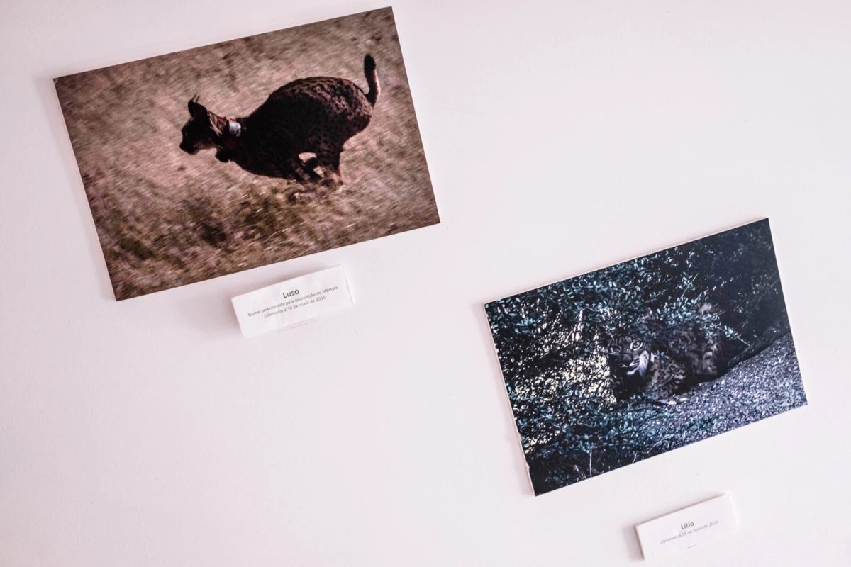 Os esforços de conservação permitiram recuperar esta espécie depois de estar perto da extinção