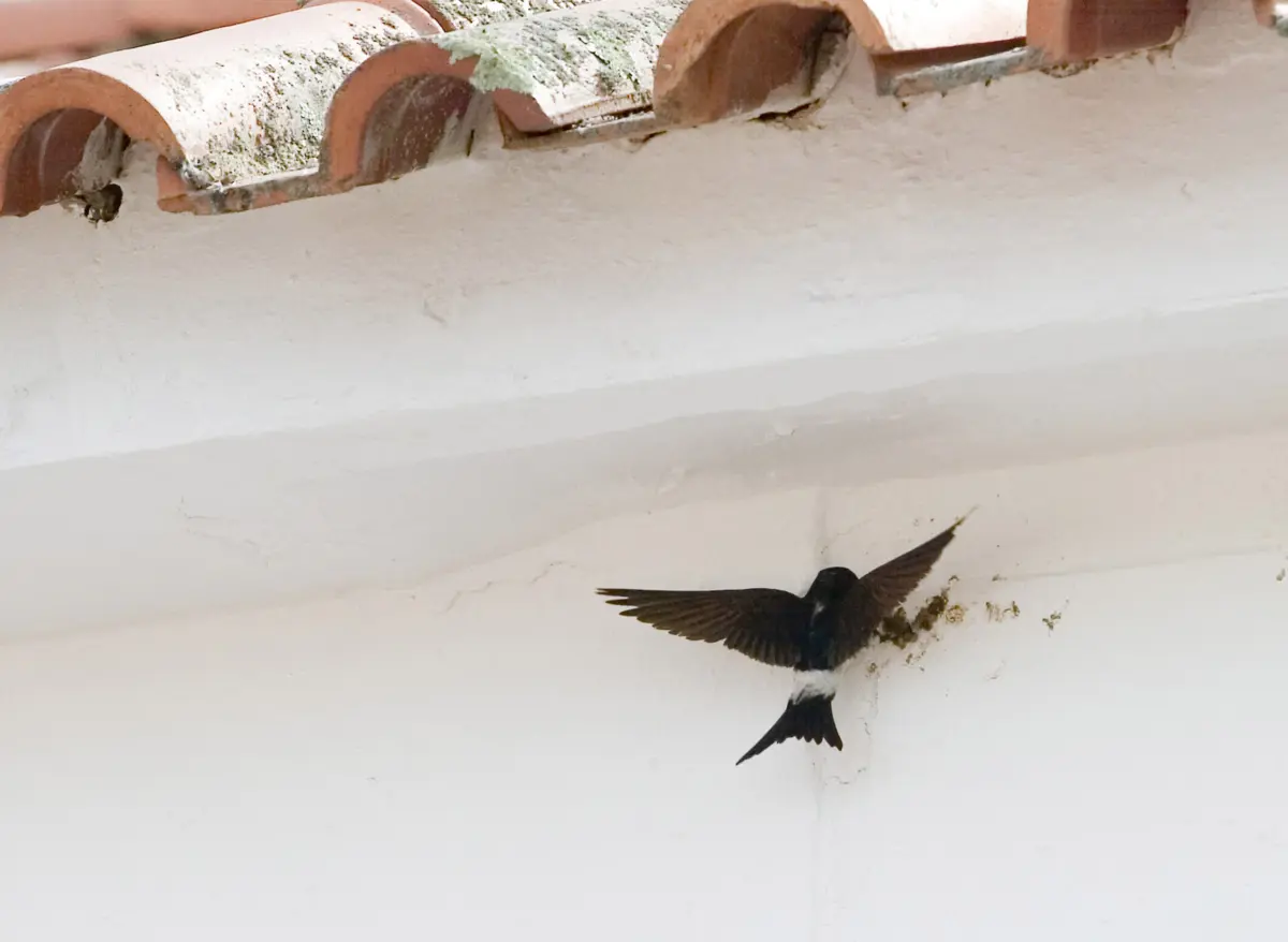 Número de Andorinhas em Portugal caiu 40% em 20 anos