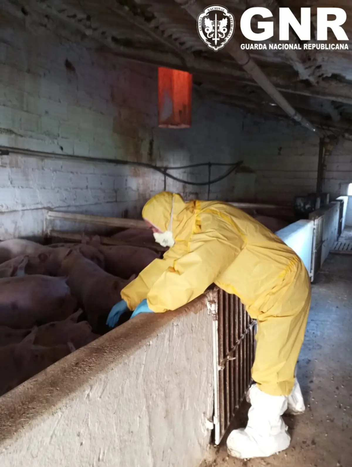GNR desmantelou uma suinicuitura clandestina