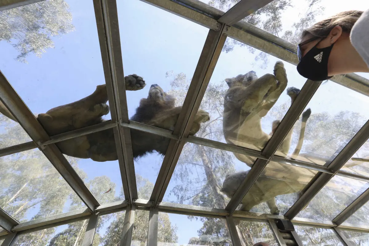 Zoo de Santo Inácio registou uma média de 710 visitantes por dia