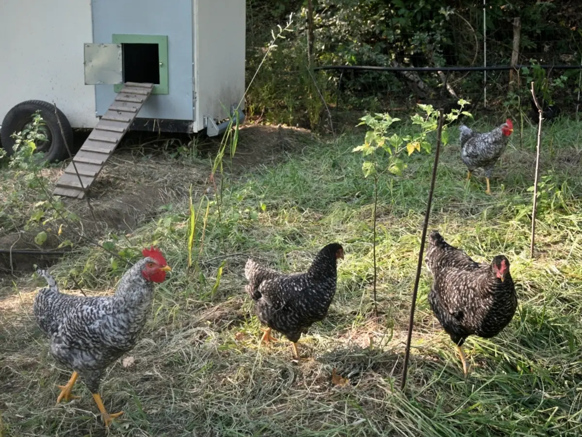 O número total de focos detetados este ano, em Portugal, está em 31