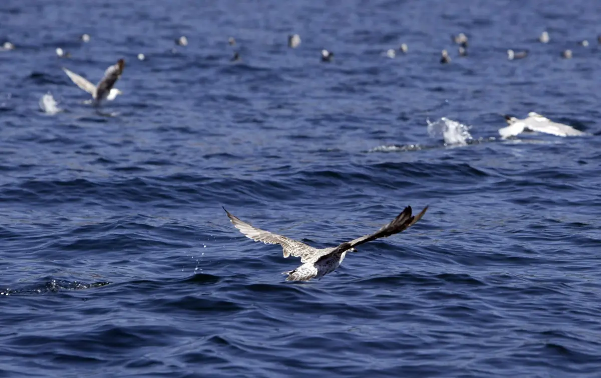 Imagem de contexto do artigo Português entre os detidos por pesca ilegal em barco angolano