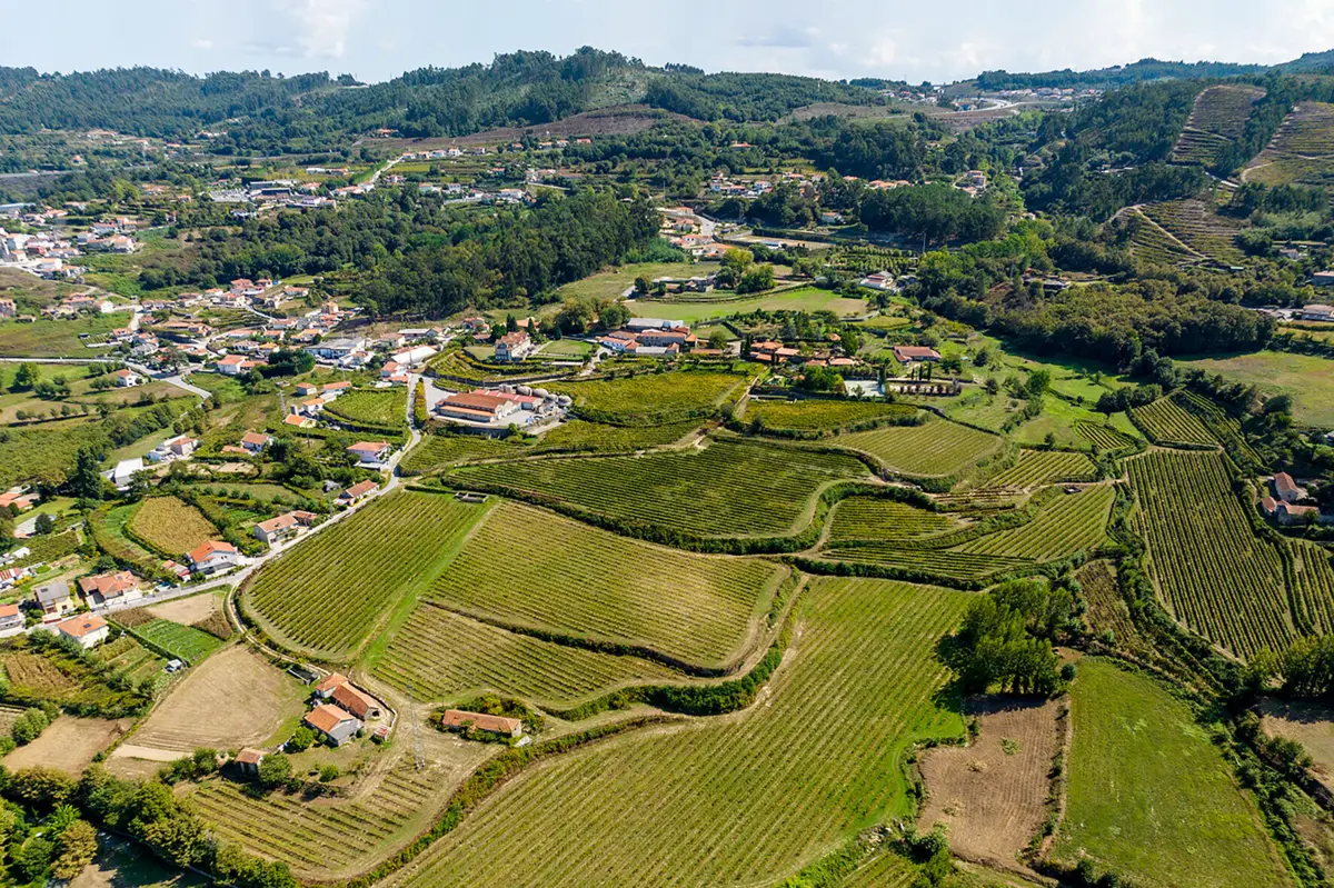Um dos projetos aprovados pretende valorizar o Vinho Verde da região