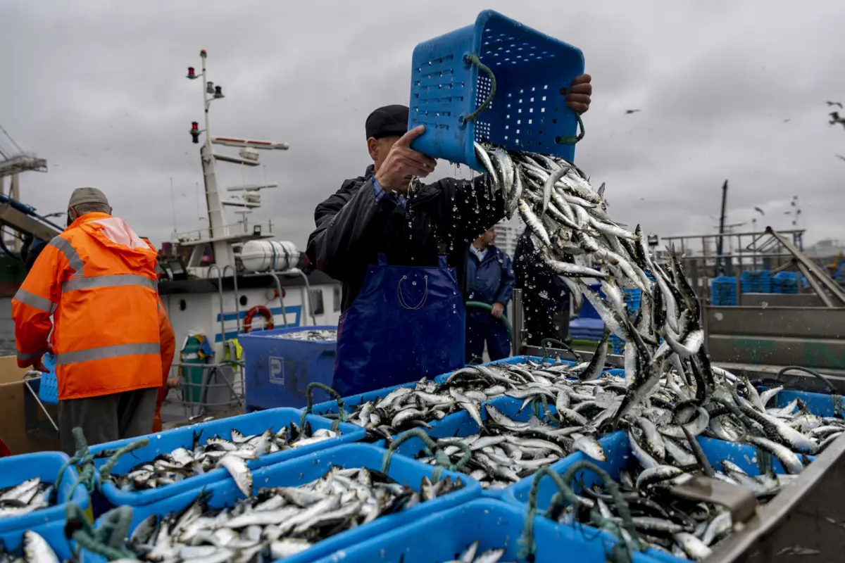 Procura da sardinha cai a seguir aos santos populares