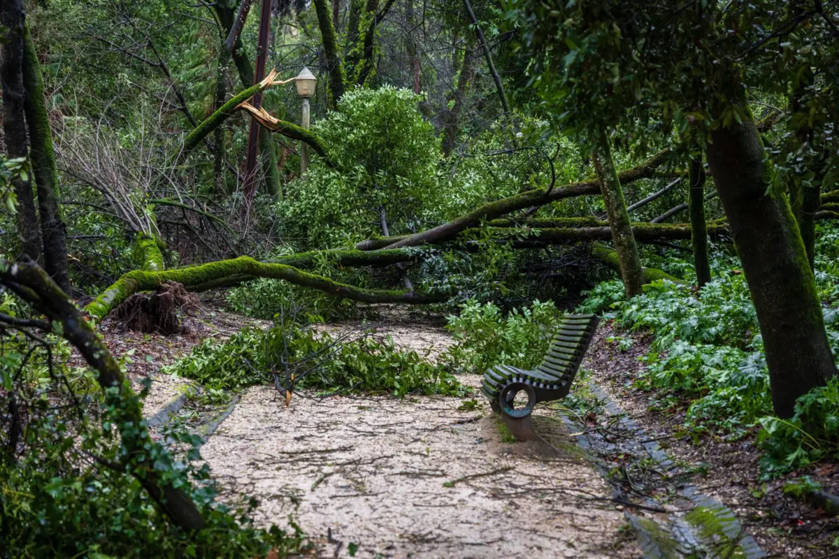 O mau tempo provocou a queda de árvores em vários locais do país