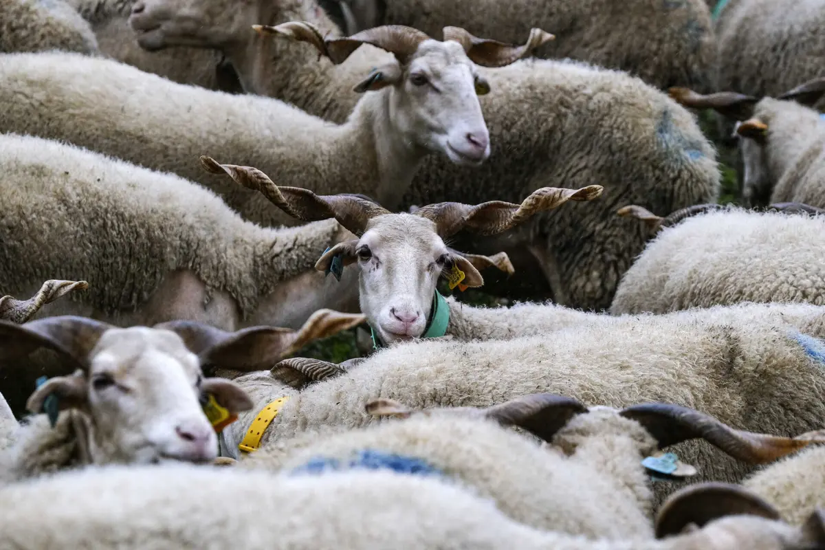 Imagem de contexto do artigo Pastor constituído arguido por simular furto de 51 ovelhas