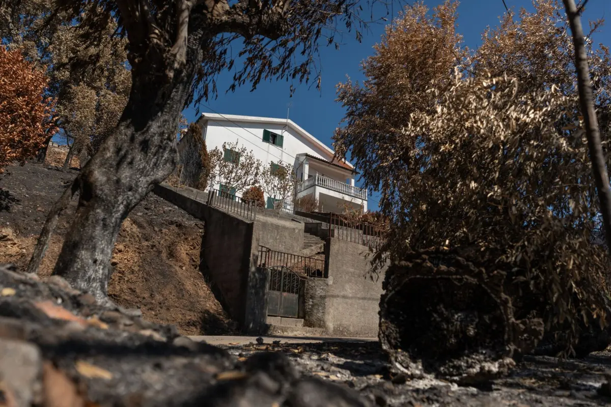 Imagem de contexto do artigo Governo pagou 143 candidaturas a apoios devido aos incêndios no Norte