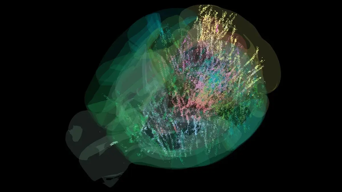 Mapa do cérebro que mostra os 75 mil neurónios analisados