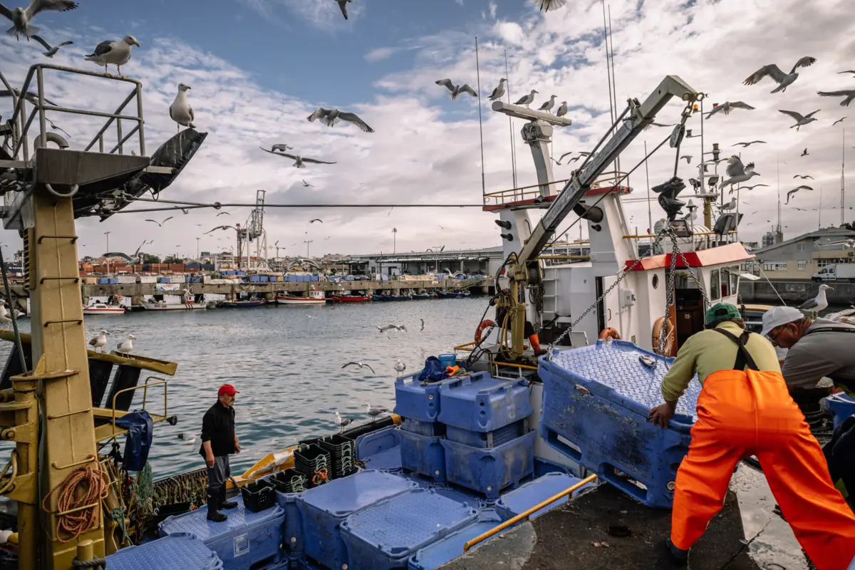 Quantidade de sardinha rejeitada desespera quem anda no mar