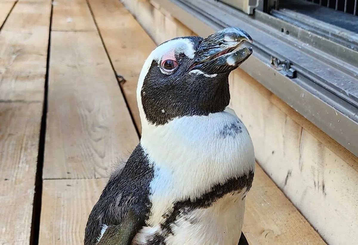 Imagem de contexto do artigo Pinguim encontrado duas semanas depois de fugir no Japão
