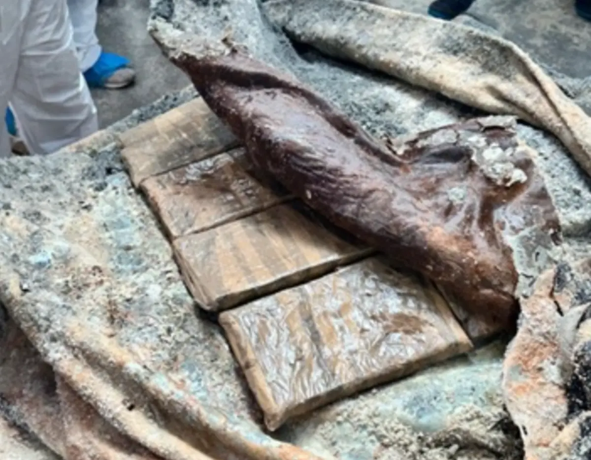 Cocaína vinha dissimulada no meio de peles de animais frescas, em três contentores marítimos