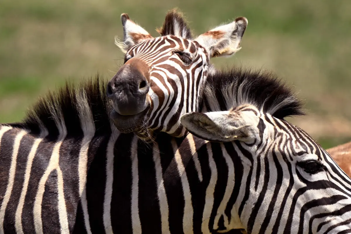 Namíbia vai abater 723 animais para aliviar a fome causada pela seca