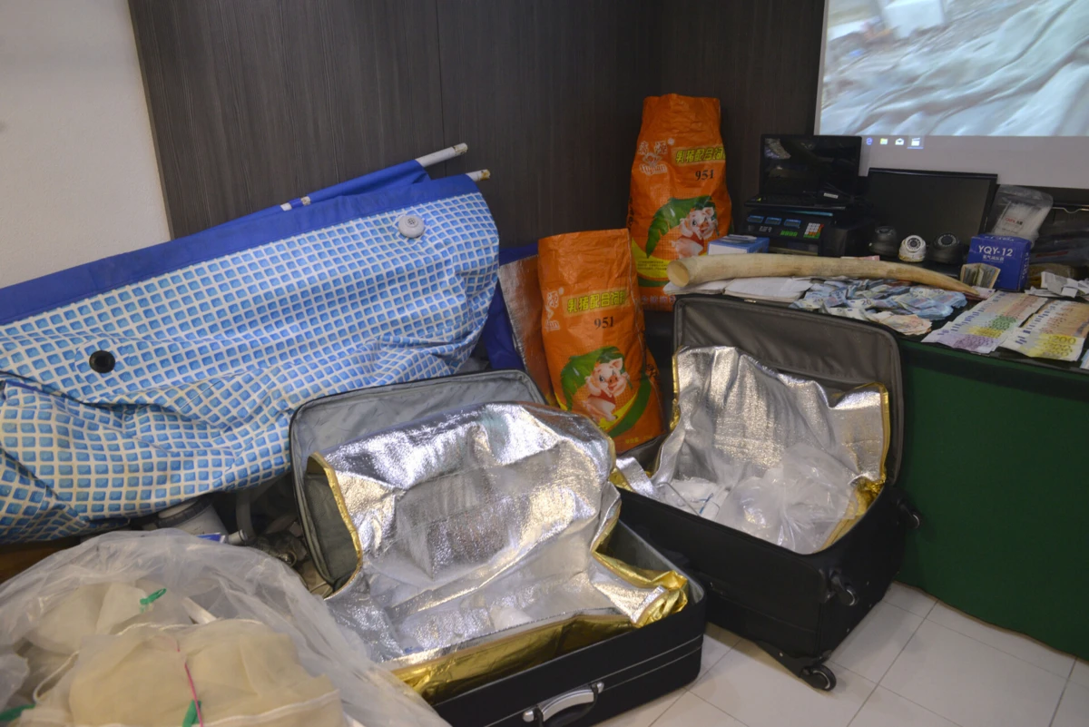 Malas preparadas para transportar meixão vivo apreendidas a máfia chinesa