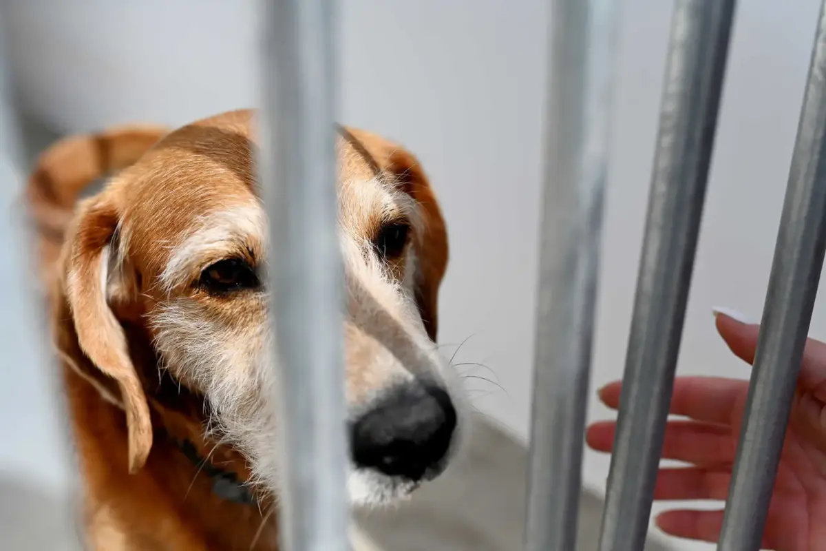 Associações zoófilas estão sem financiamento do Estado desde o ano passado