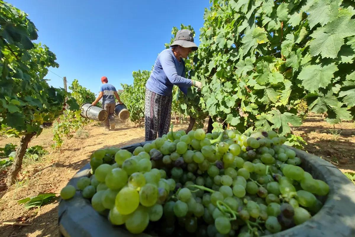 Há falta de interesse das grandes empresas pelas uvas dos pequenos e médios agricultores