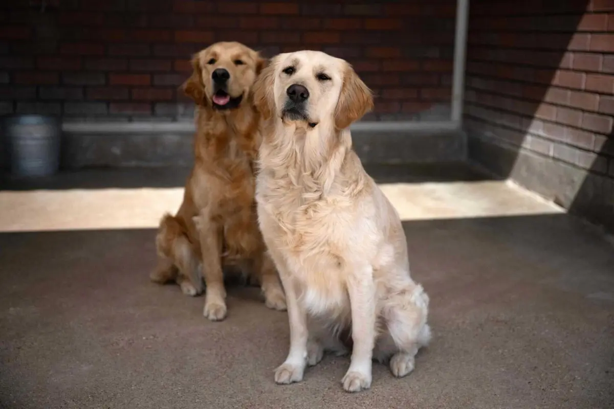 Única exceção são os animais de assistência