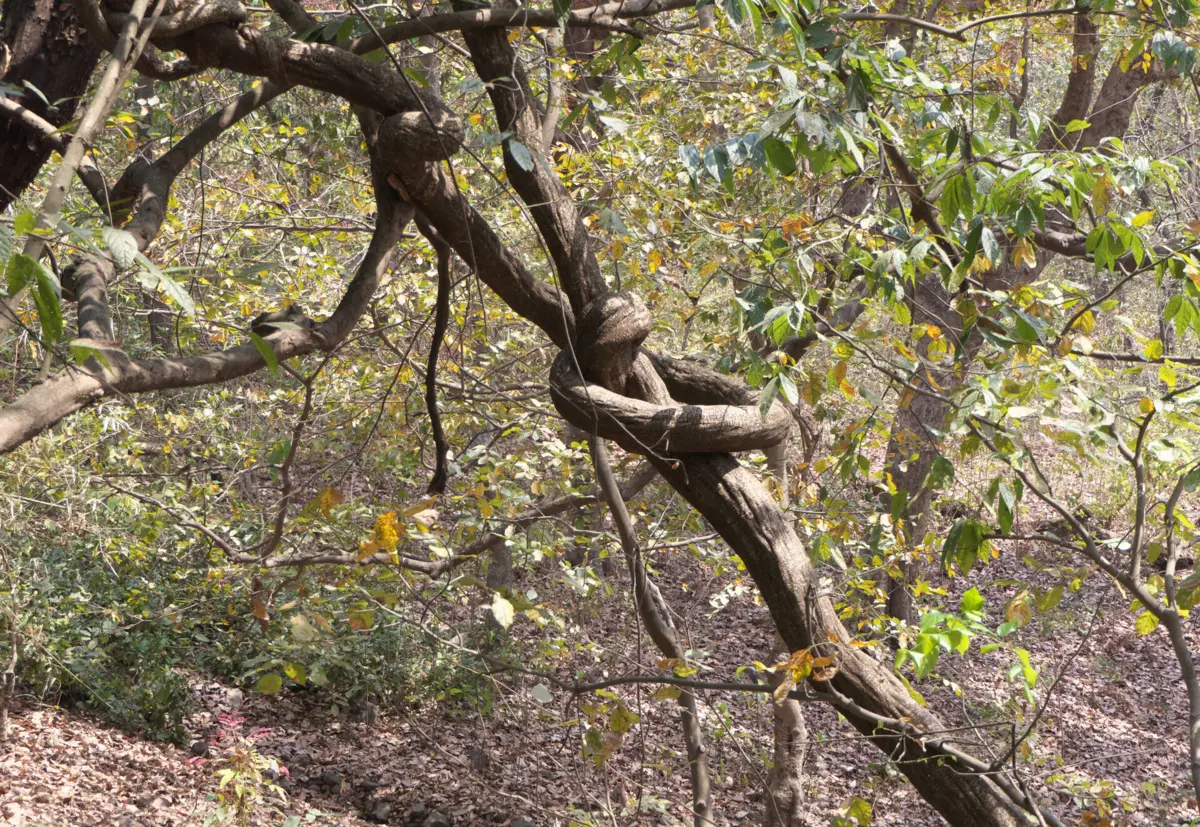 As trepadeiras podem ser comparadas às ténias