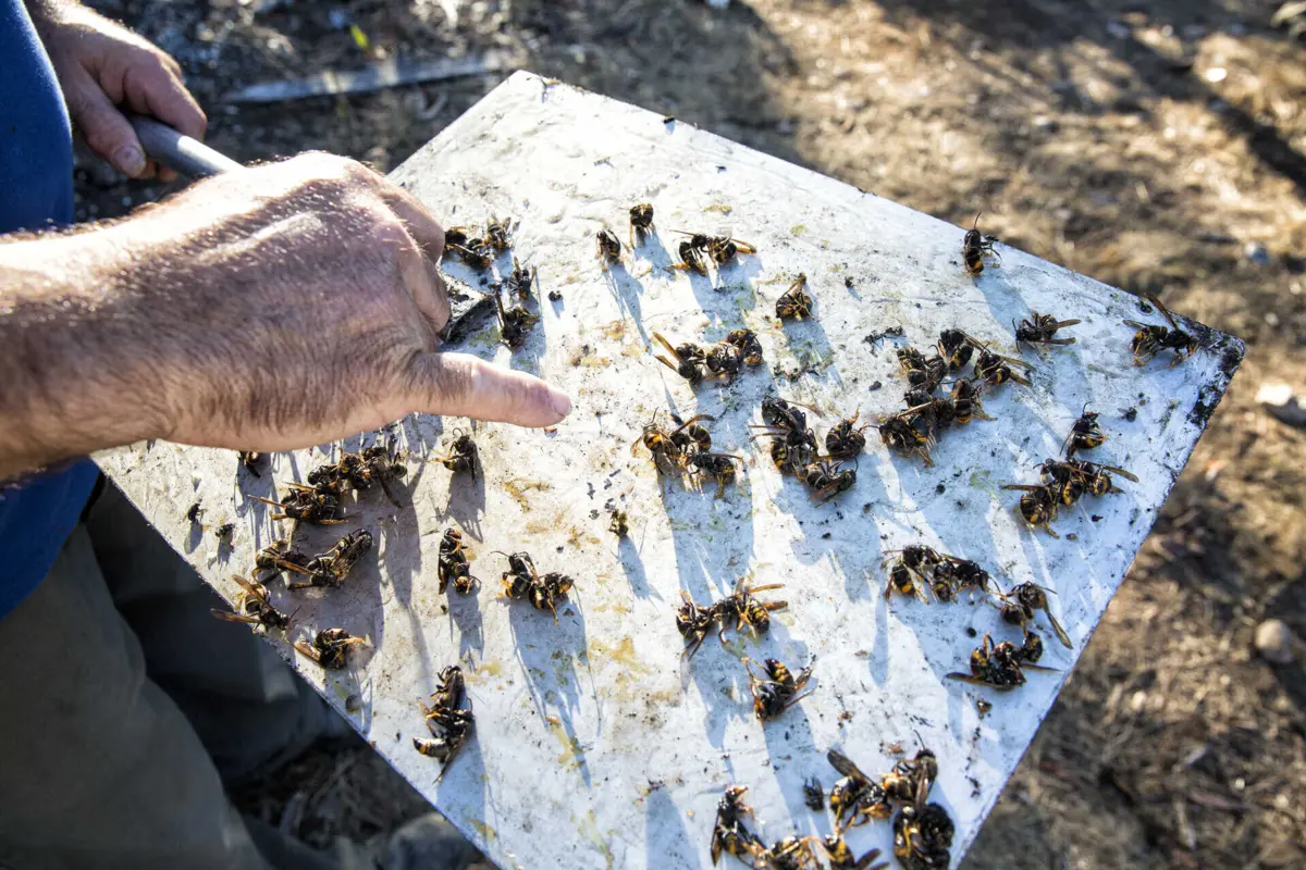 O trabalho visava estudar as espécies afetadas pela vespa asiática nas Astúrias