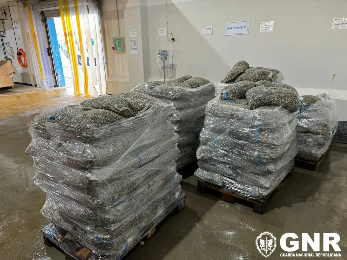 GNR apreendeu 3,1 toneladas de berbigão, em Estarreja.