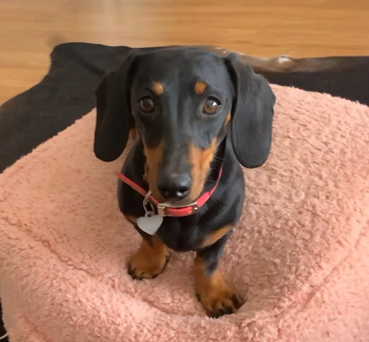 A cadela dachshund miniatura, com menos de quatro quilos, sobreviveu no exterior durante 17 meses