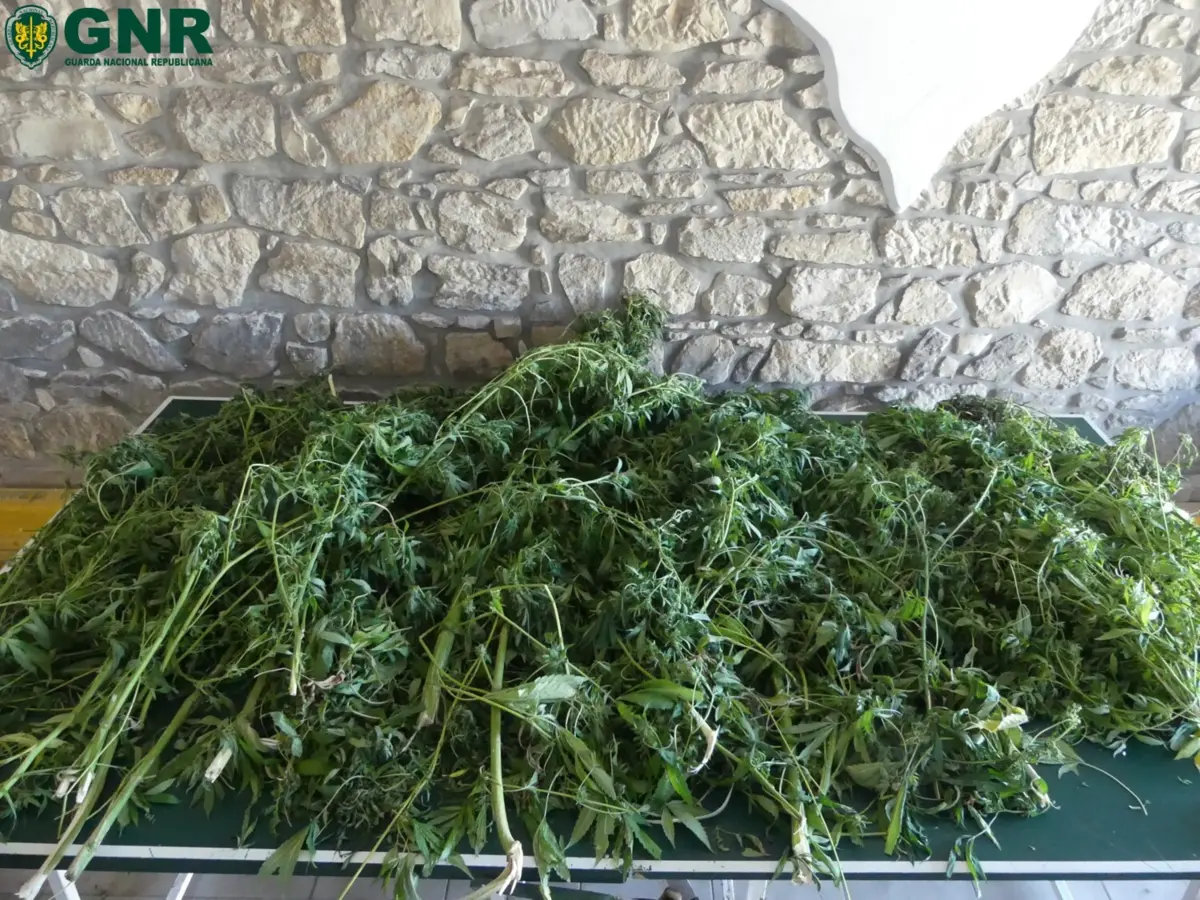 GNR apreendeu 11 plantas de canábis
