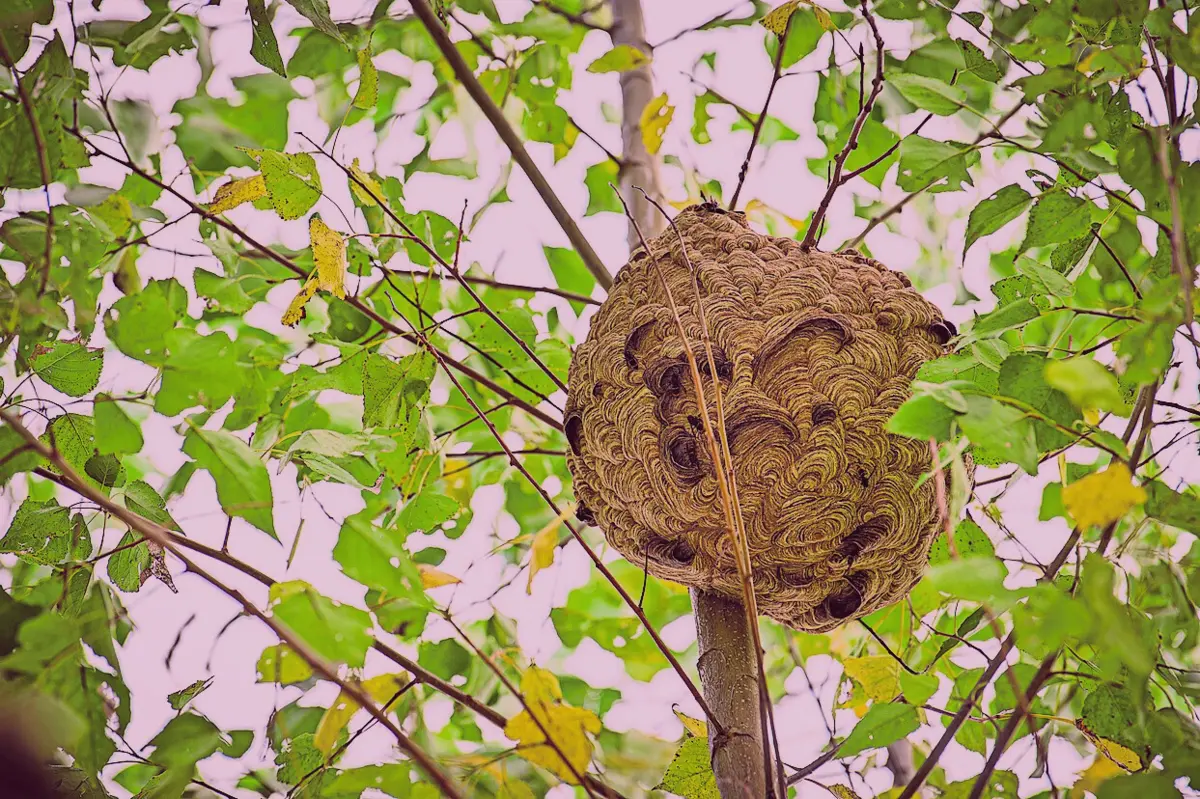 Braga foi o distrito onde se contabilizaram mais ninhos de vespas-asiáticas destruídos