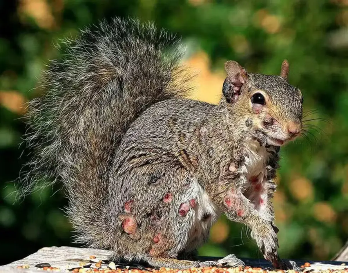 Imagem de contexto do artigo "Esquilos-zombie" assustam moradores dos EUA e Canadá