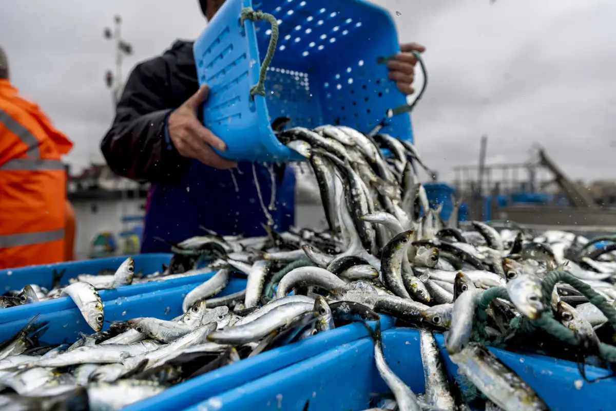 Sardinha está a ser vendida em lota a menos 10 cêntimos o quilo