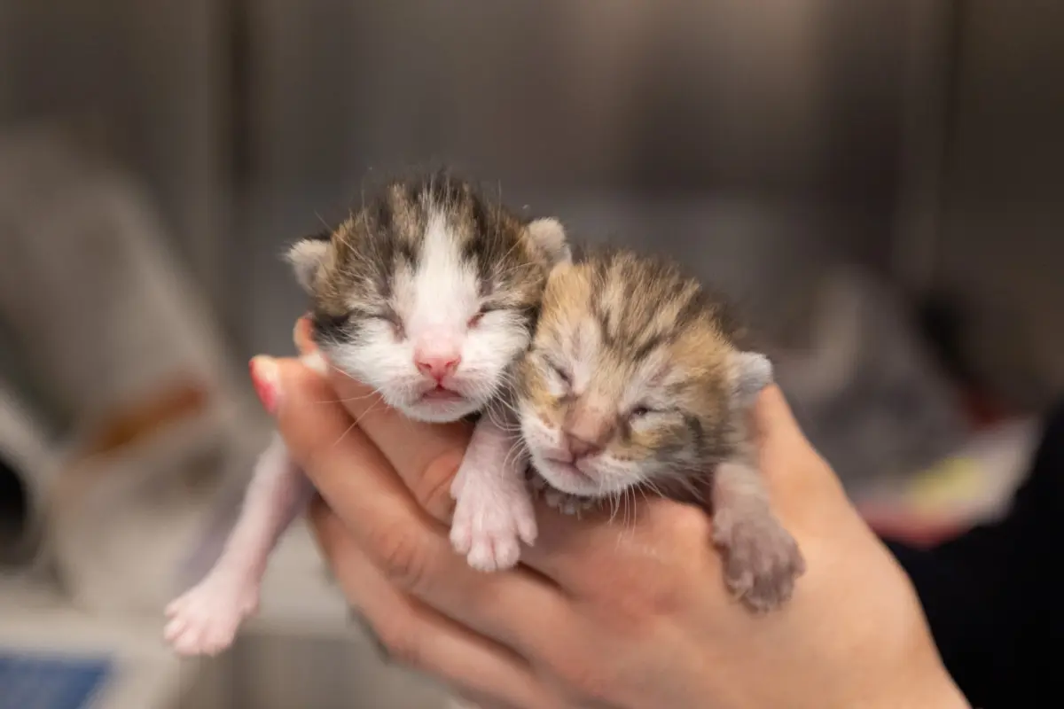 Candidaturas aos apoios do Estado decorrem entre 1 e 13 de outubro