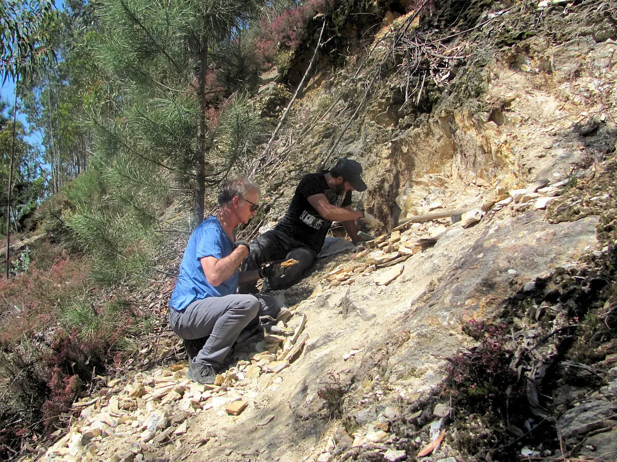 Imagem de contexto do artigo Descoberto fóssil de planta com 310 milhões de anos em Gondomar