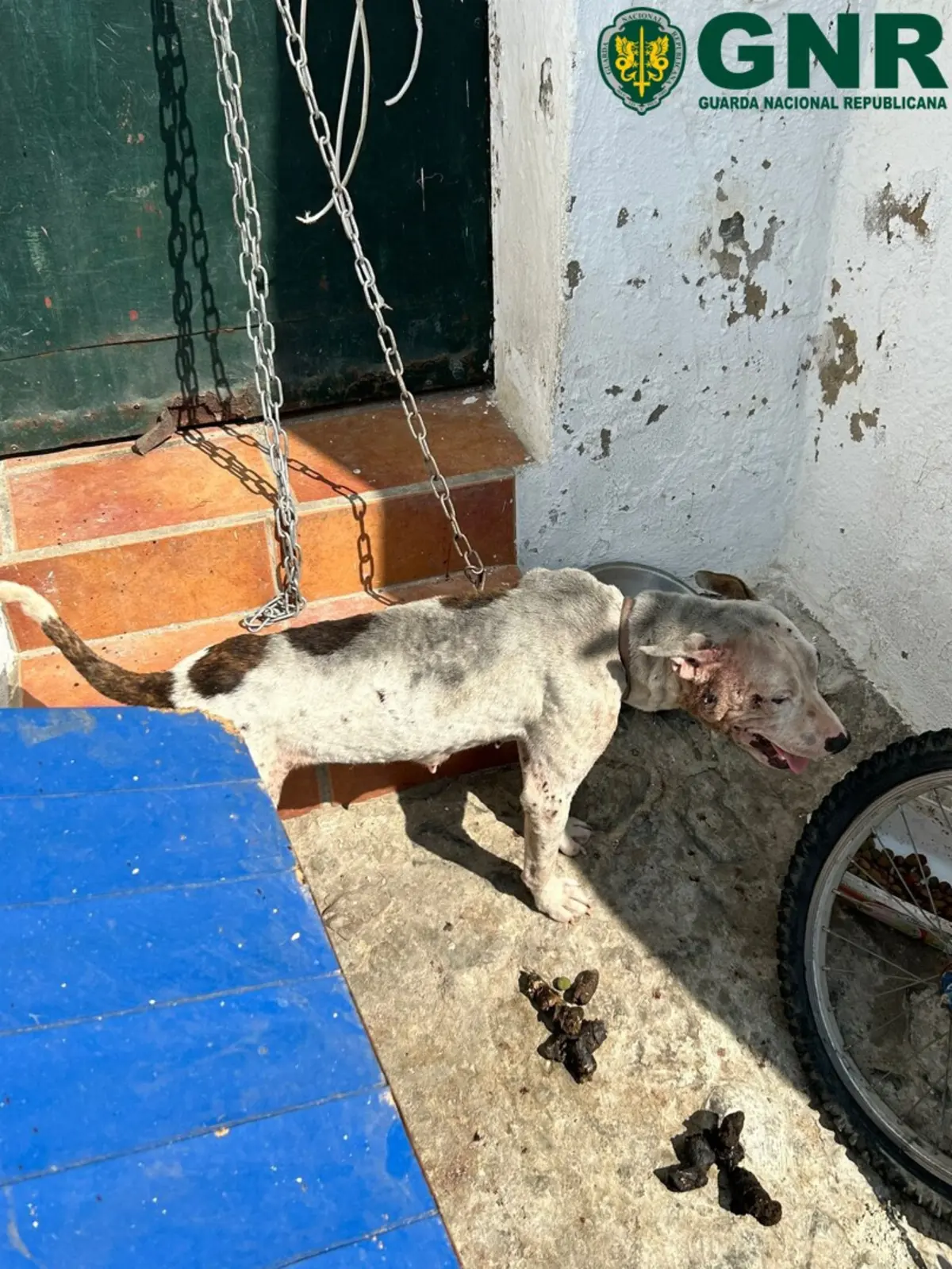 O animal estava acorrentado e vivia em condições inadequadas