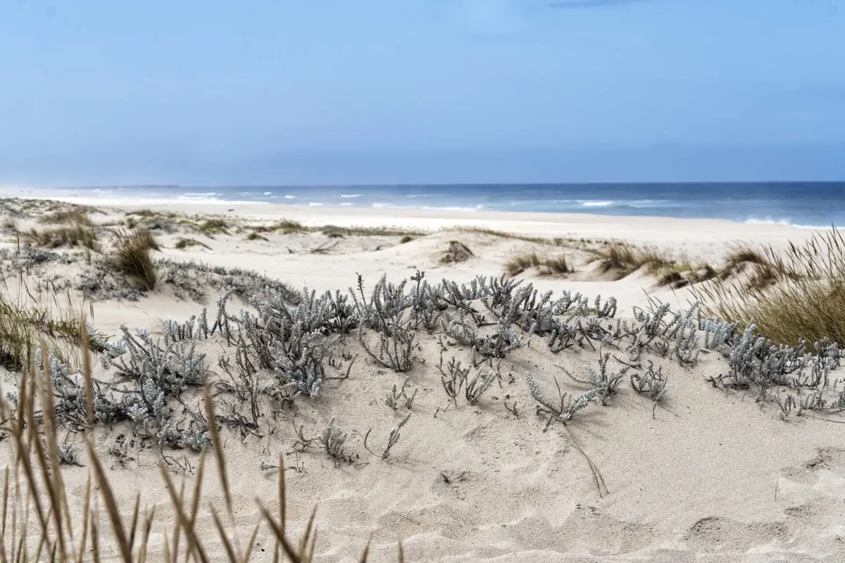 A autarquia foi condenada a pagar à empresa Franco & Ramalho o montante global de 314.840,30 euros por ter licenciado ilegalmente um empreendimento turístico em São Jacinto