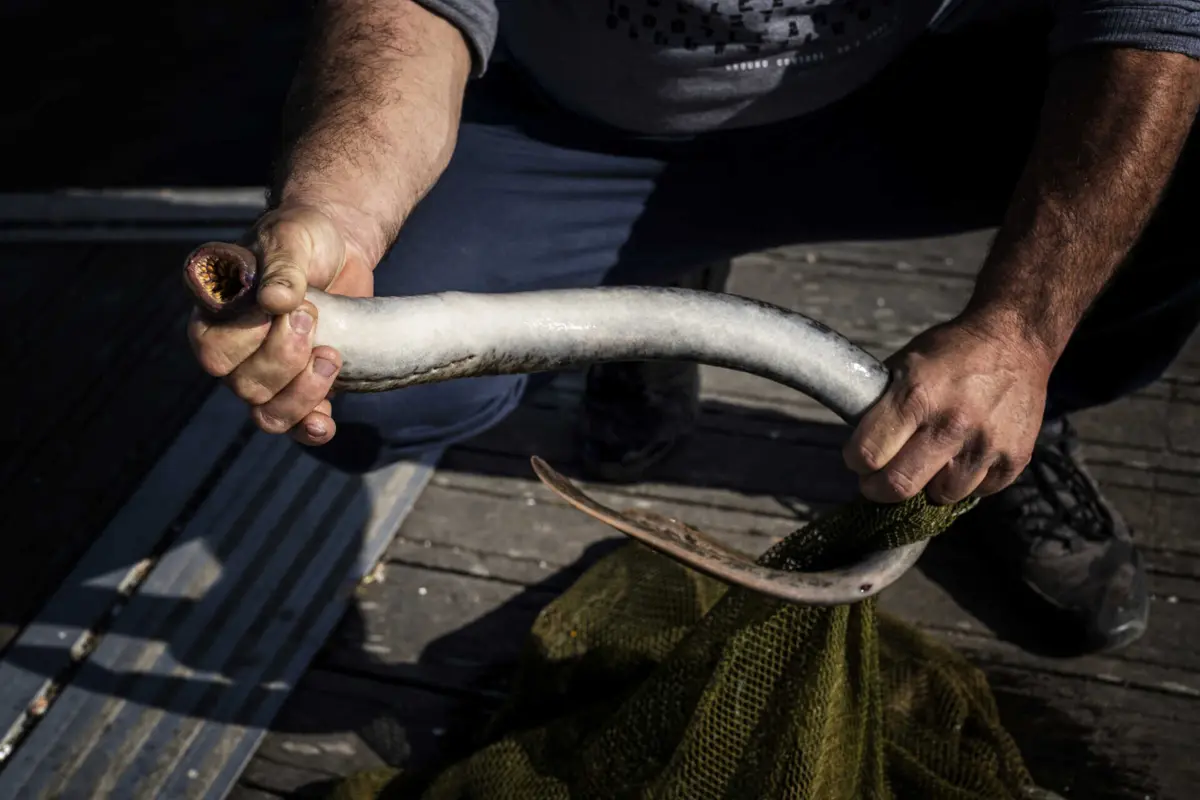 Há cada vez menos lampreia nos rios portugueses