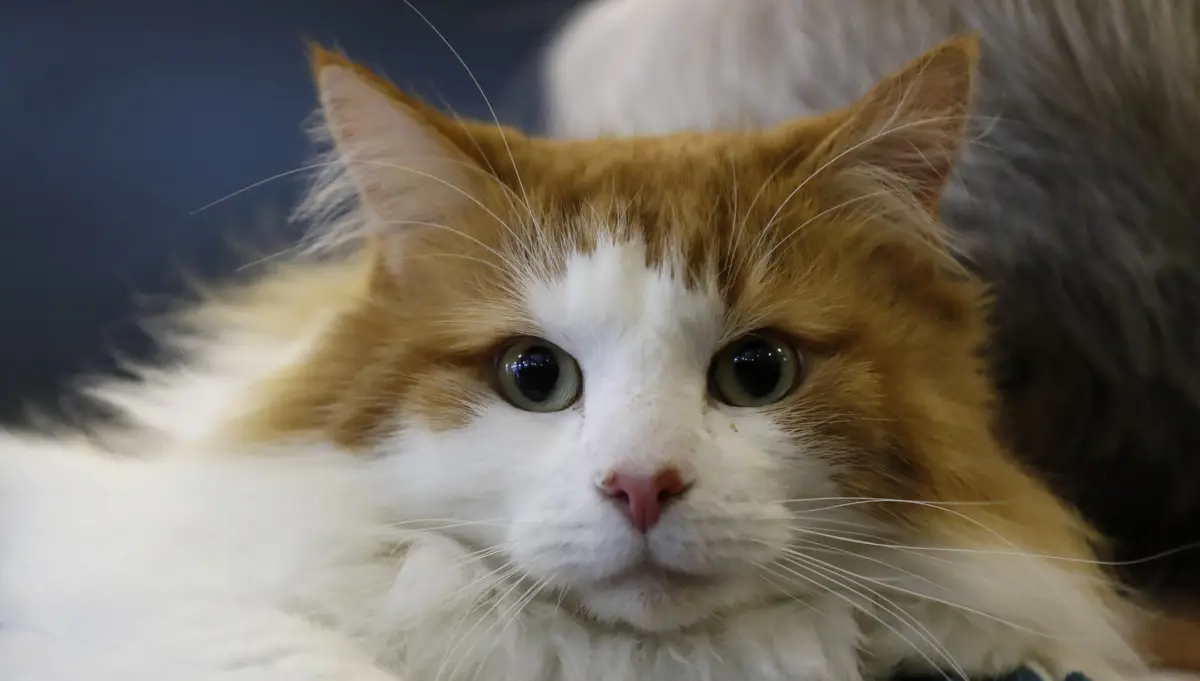 Donos de cães votaram mais Trump e Harris teve sucesso em mulheres com gatos