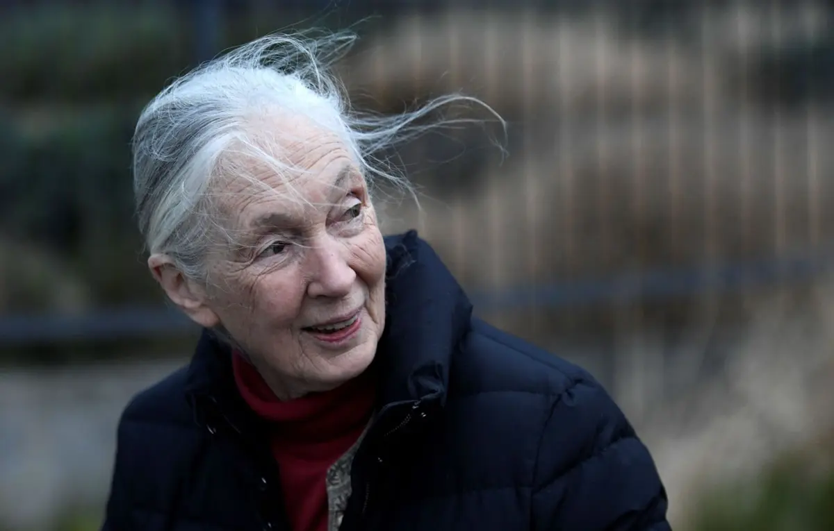 Imagem de contexto do artigo Jane Goodall revelou o desejo de colocar líderes mundiais numa nave e "enviá-los para o espaço"