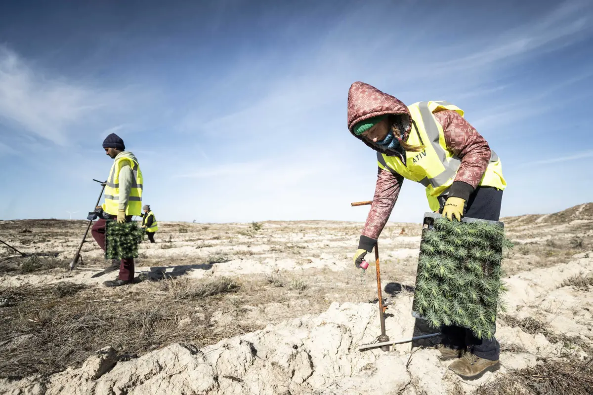Plantação entre a Tocha e a praia está a ser assegurada por estrangeiros, que receberam formação