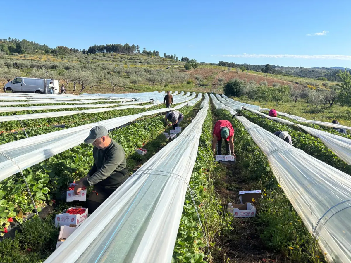 A apanha do morango é um trabalho duro, porque é uma fruta sensível.