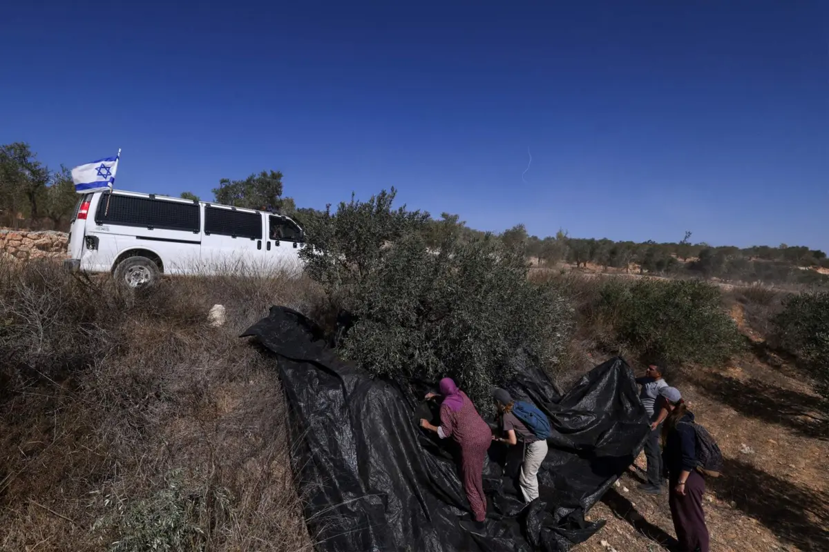 O ataque foi perpetrado quando a vítima estava na apanha da azeitona