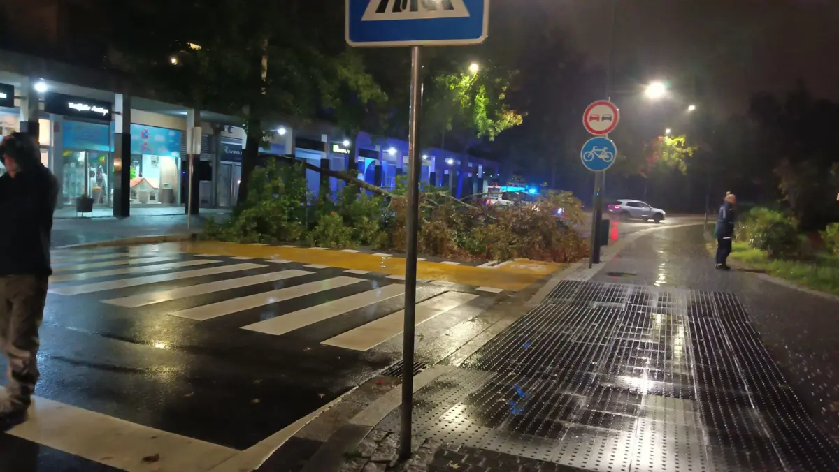 Ramo de árvore caiu e cortou estrada na Maia