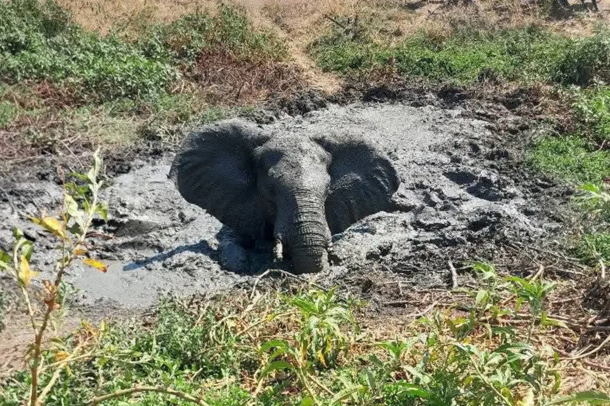 Após oito horas de trabalho, foi possível libertar o elefante