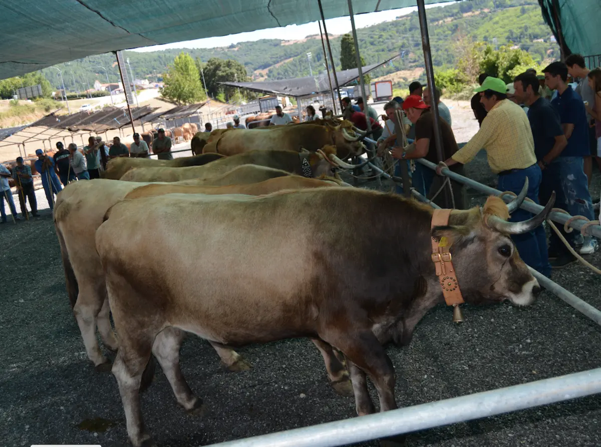 Bovinos de raça Mirandesa são raça autóctone considerada em risco de extinção