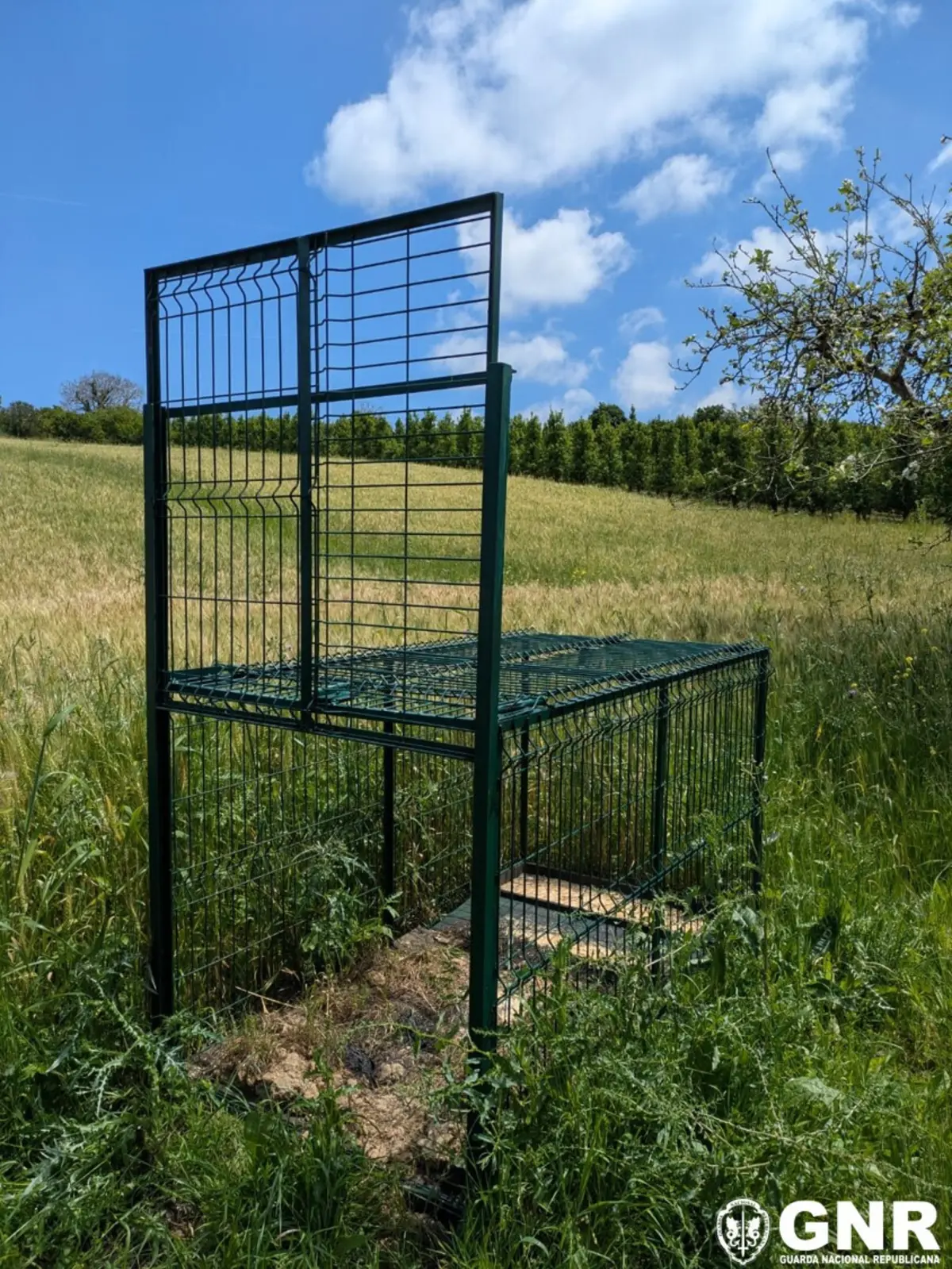 GNR apreendeu armadilha mecânica para caçar javalis