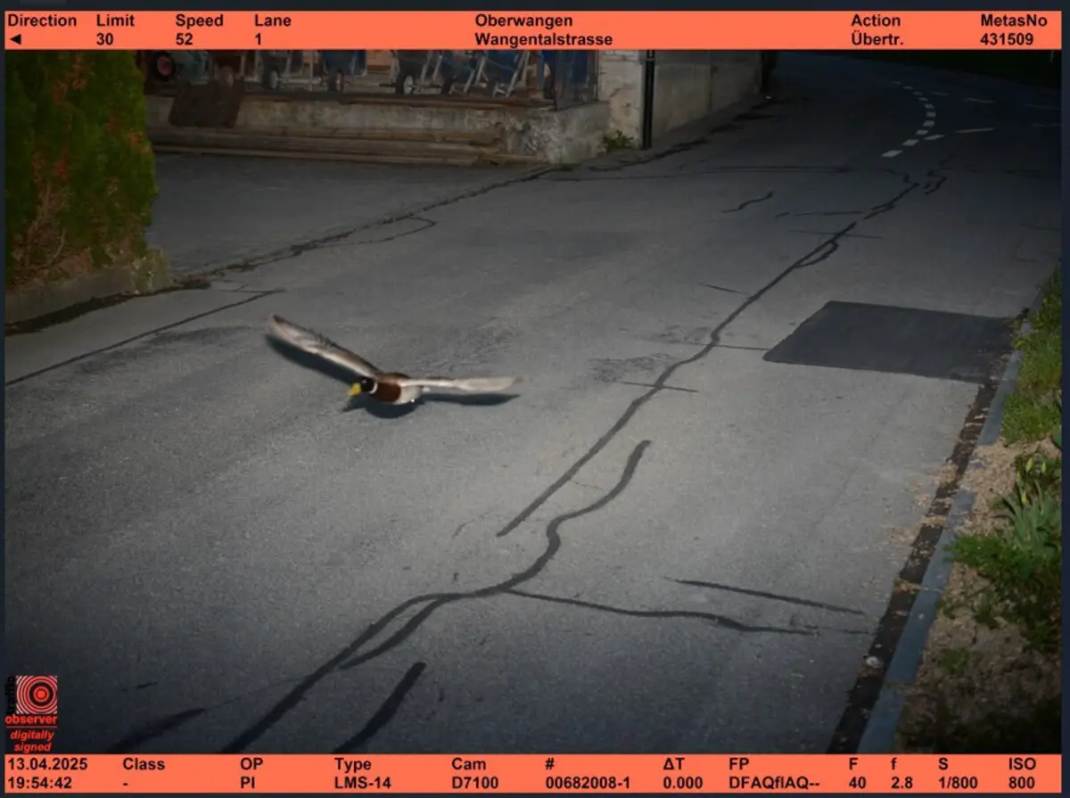 O pato foi apanhado a 52 quilómetros por hora numa zona de 30 quilómetros