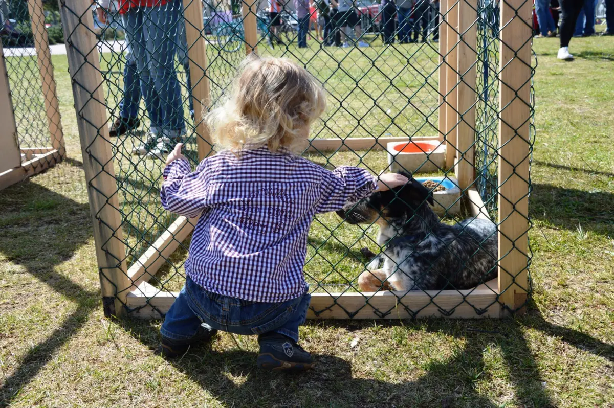 A Feira de Adoção Animal em Esposende decorre no sábado, 13 de julho