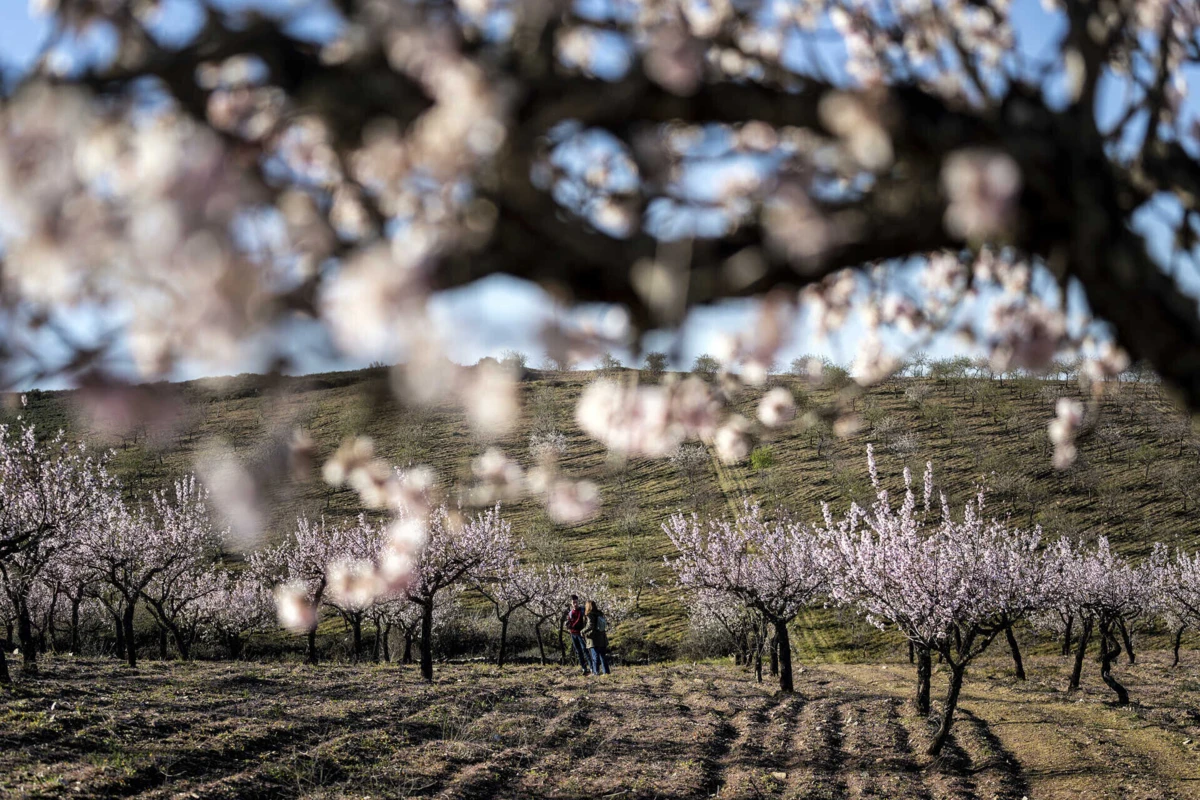 Comboios levam visitantes a conhecer as amendoeiras em flor
