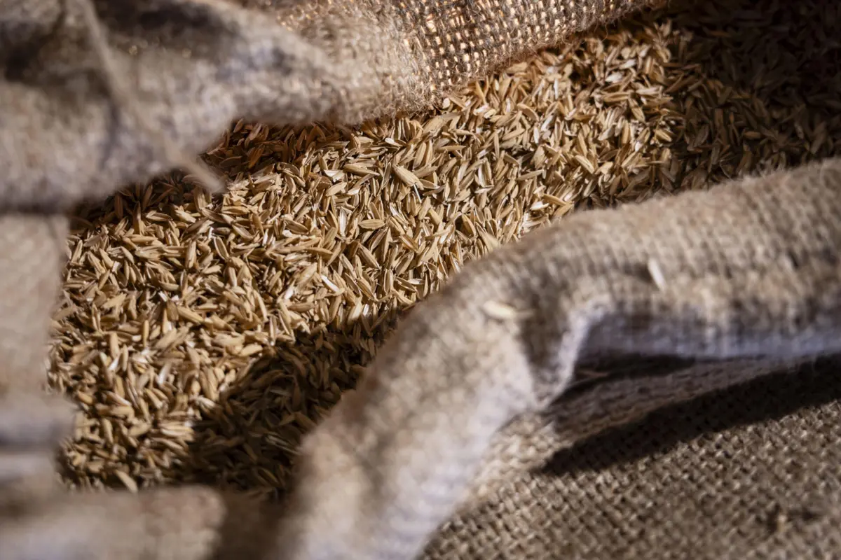 Fábrica da História - Arroz